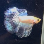 betta1368