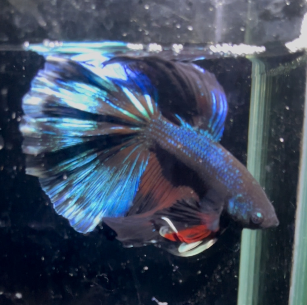 betta1370