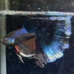 betta1370