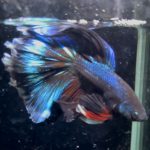 betta1370