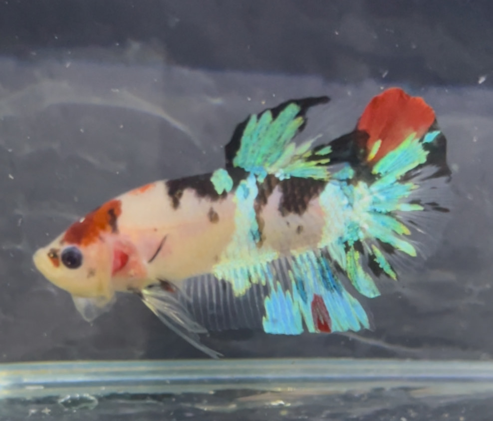 betta1366