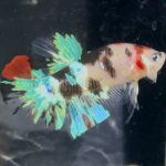 betta1366