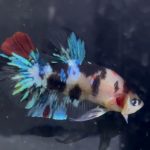 betta1366