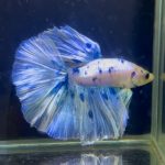betta1361
