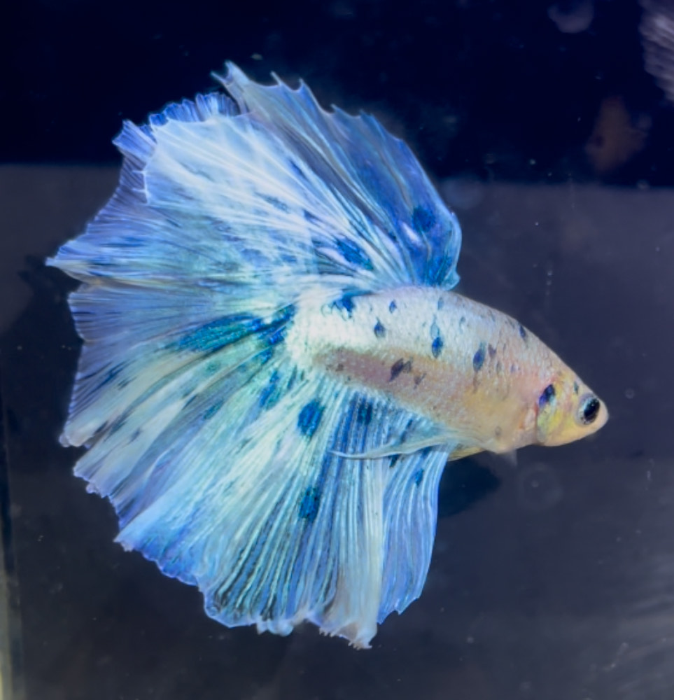 betta1361