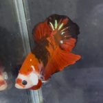 betta1364
