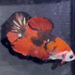 betta1364