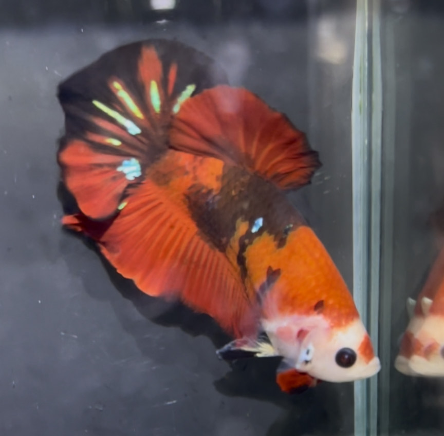 betta1364