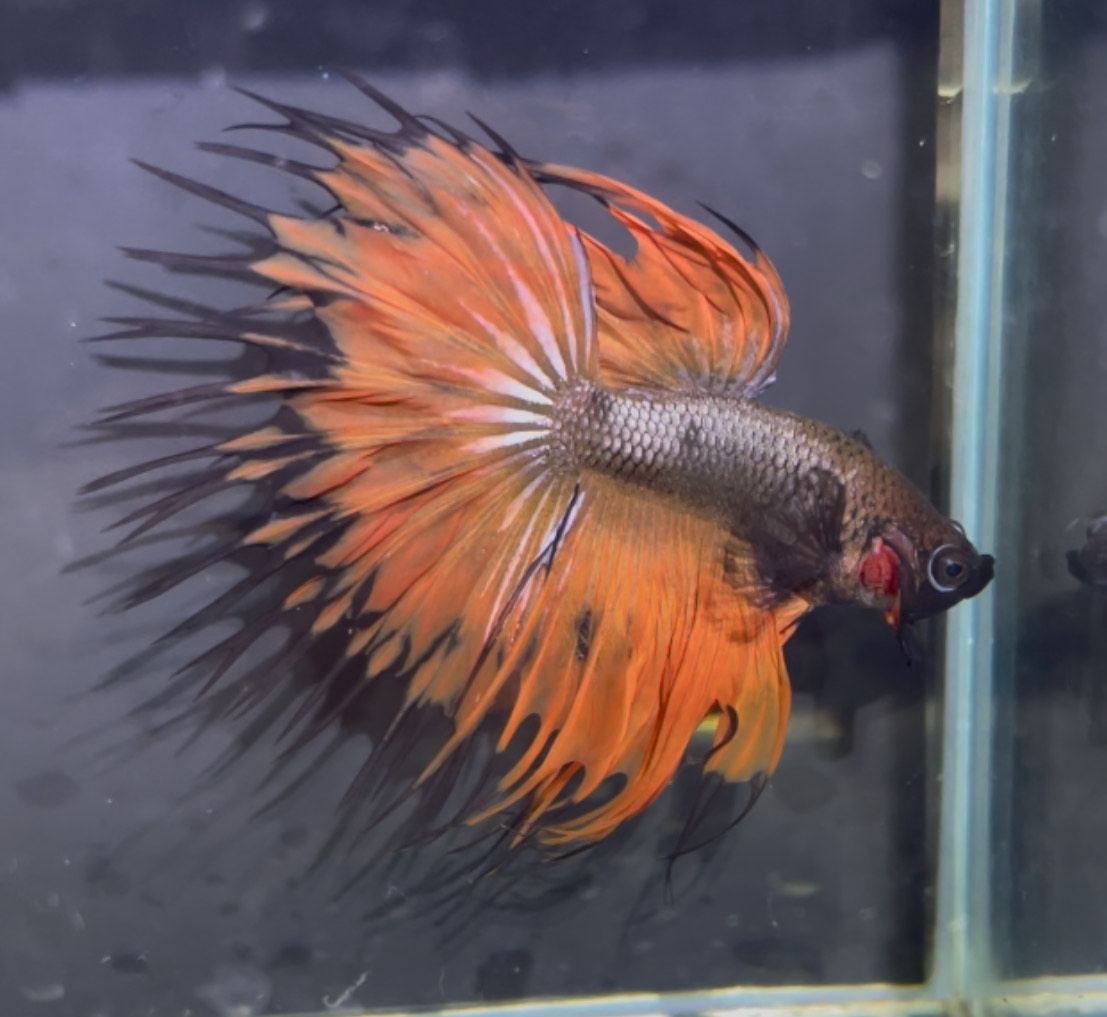 betta1363