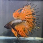 betta1363