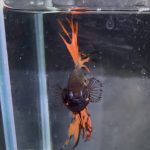 betta1363