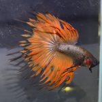 betta1363