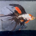 betta1362