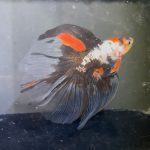 betta1362