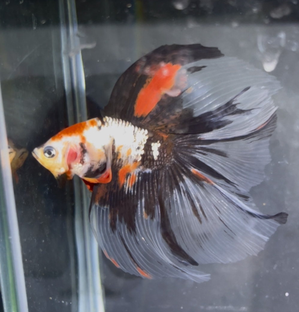 betta1362