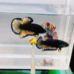 betta1372