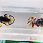 betta1372