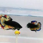 betta1372