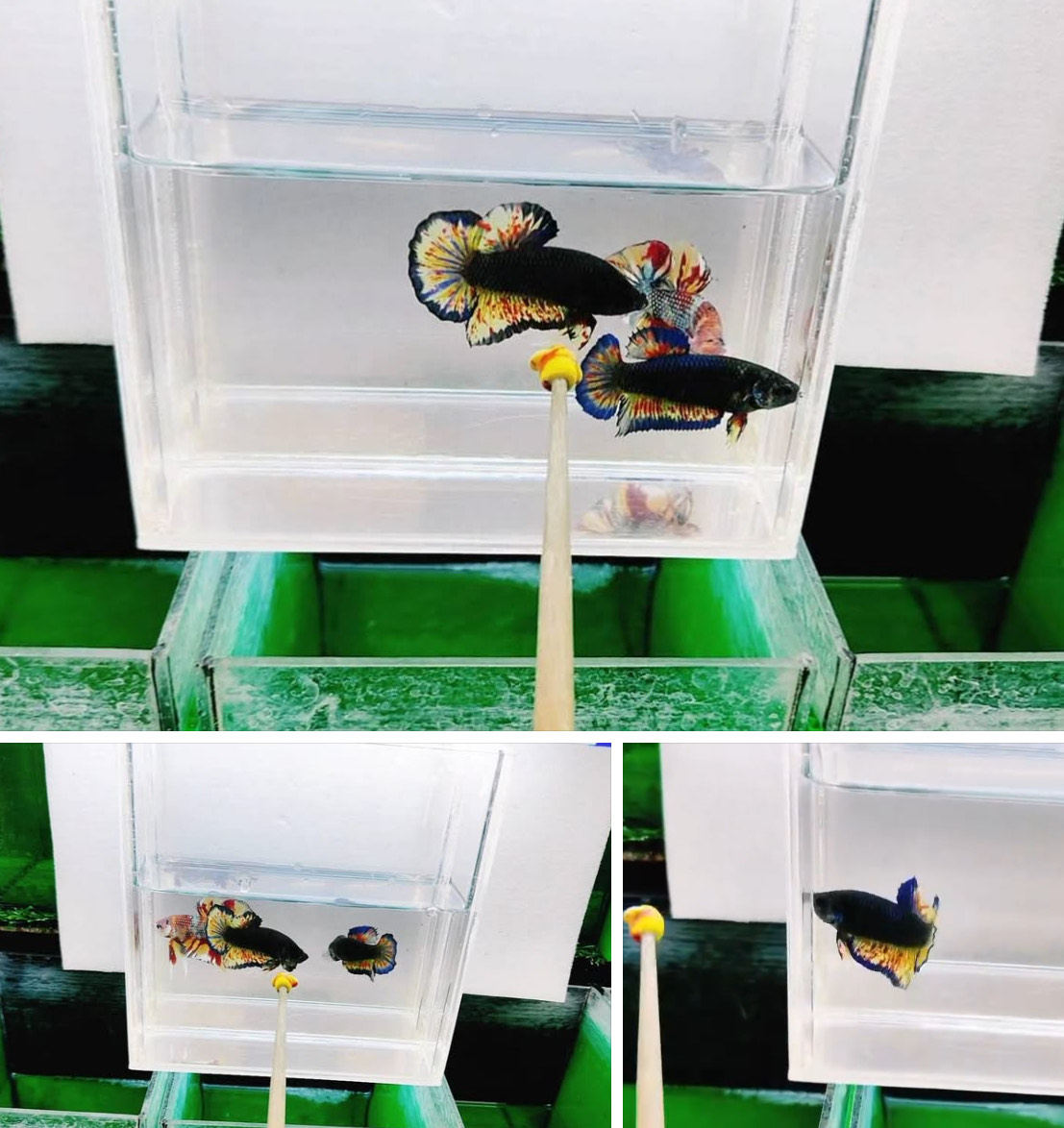 betta1372