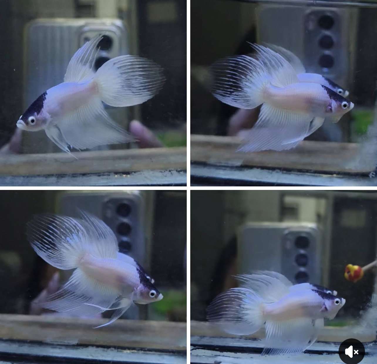 betta1376