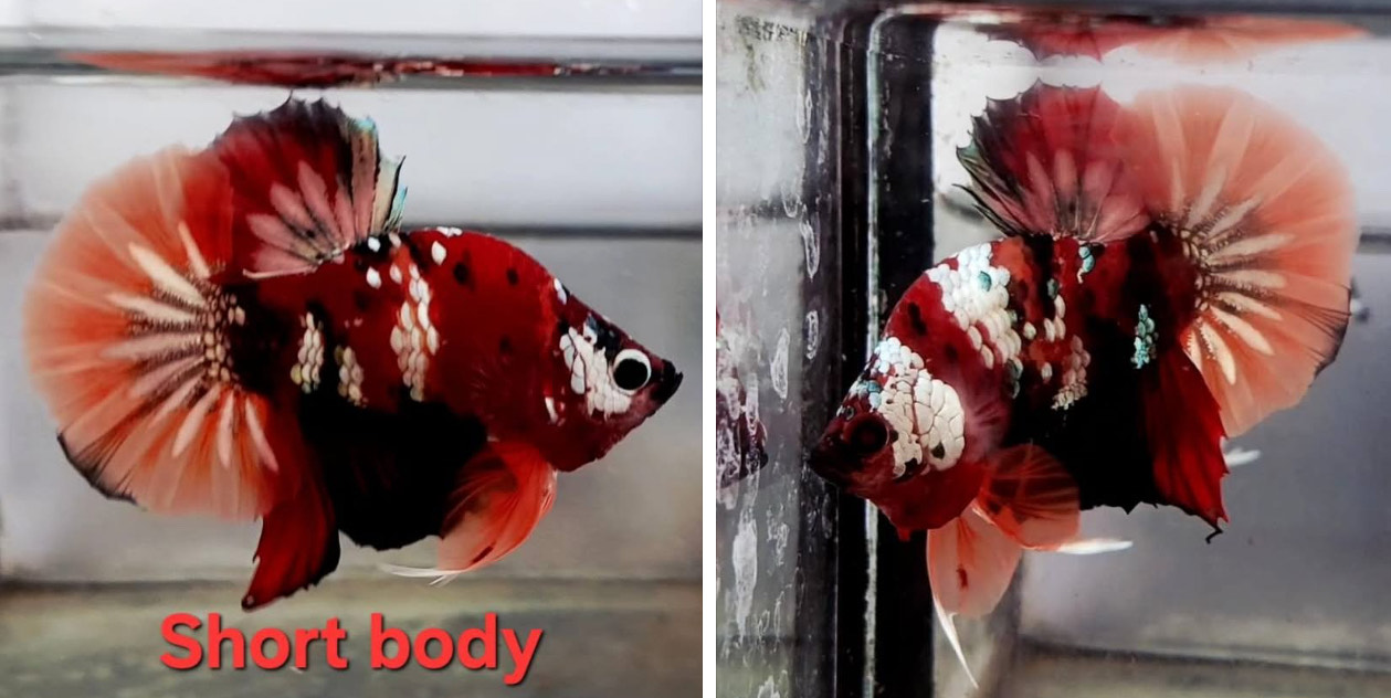 betta1375