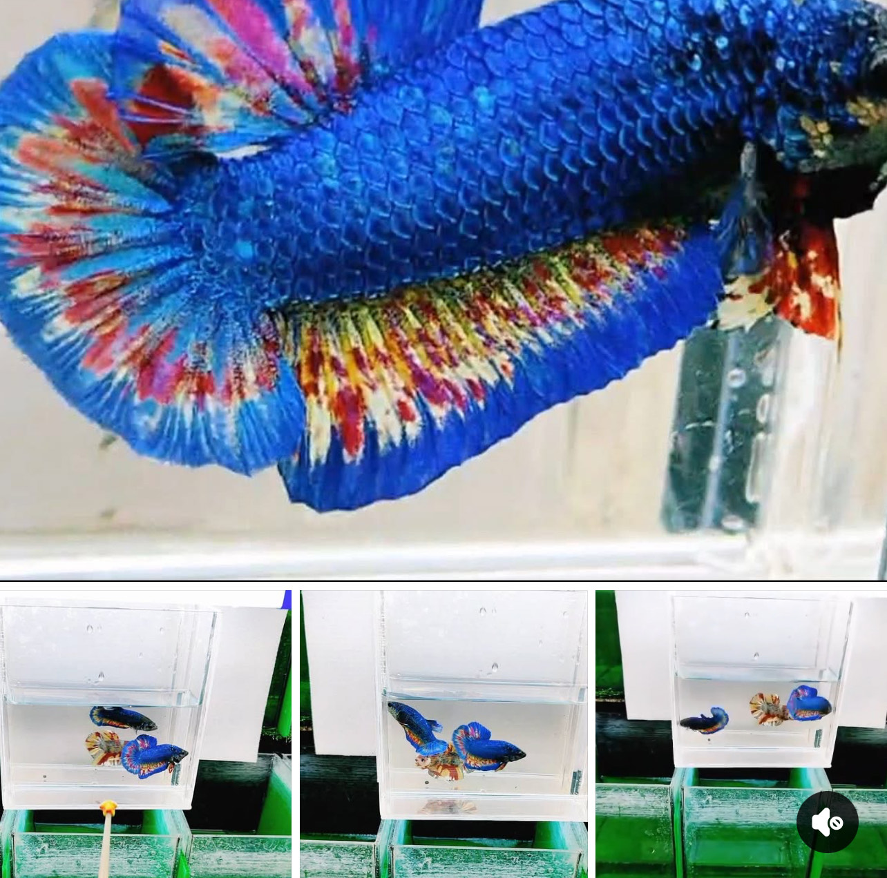 betta1373