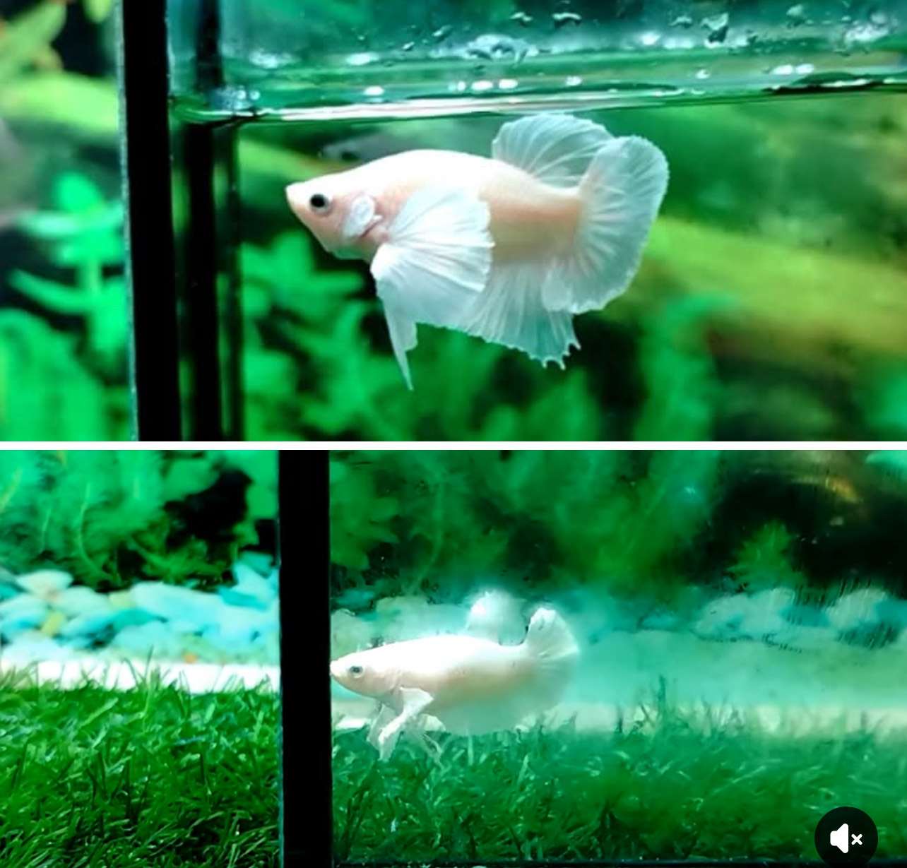 betta1374