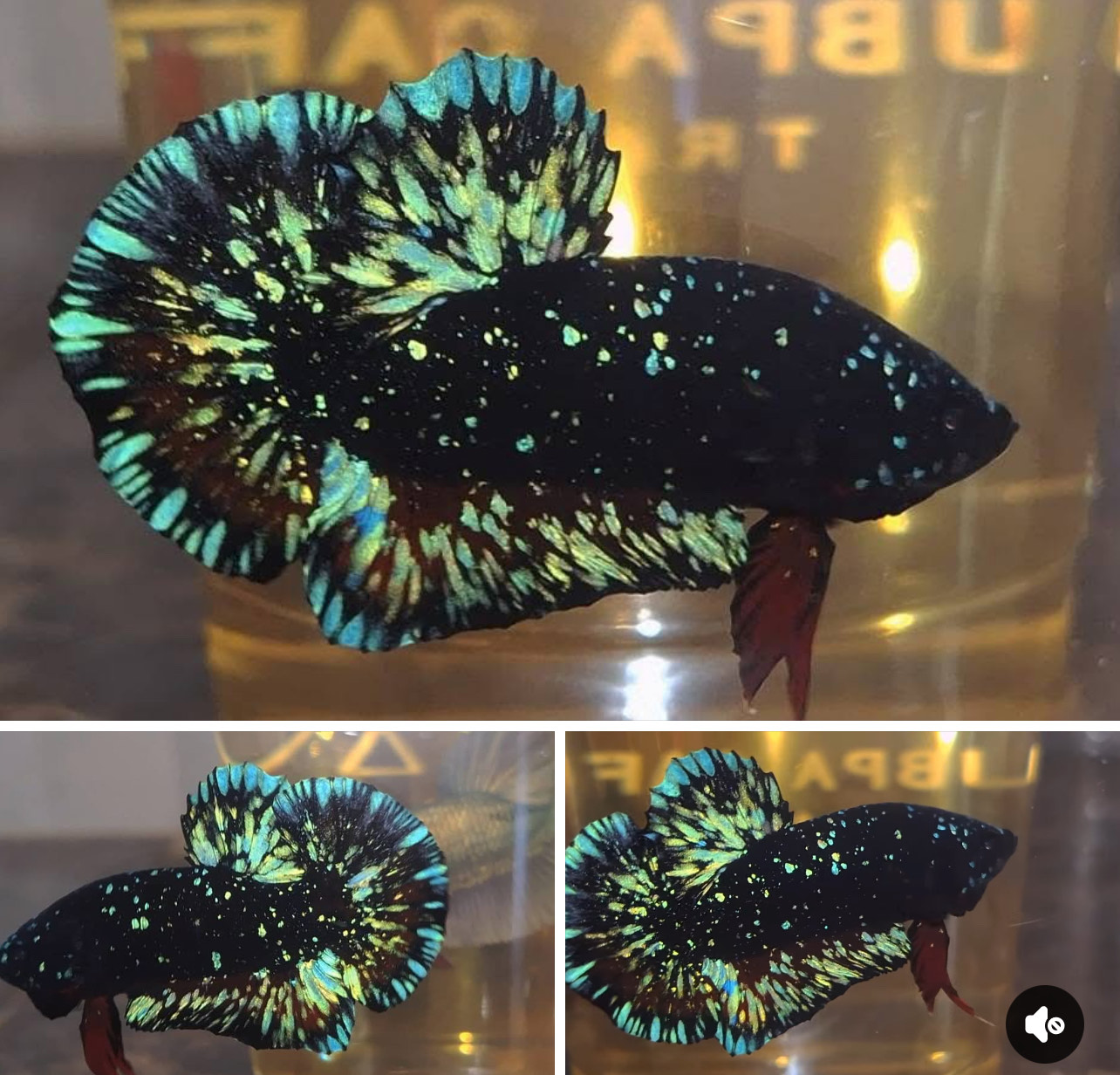 betta1377