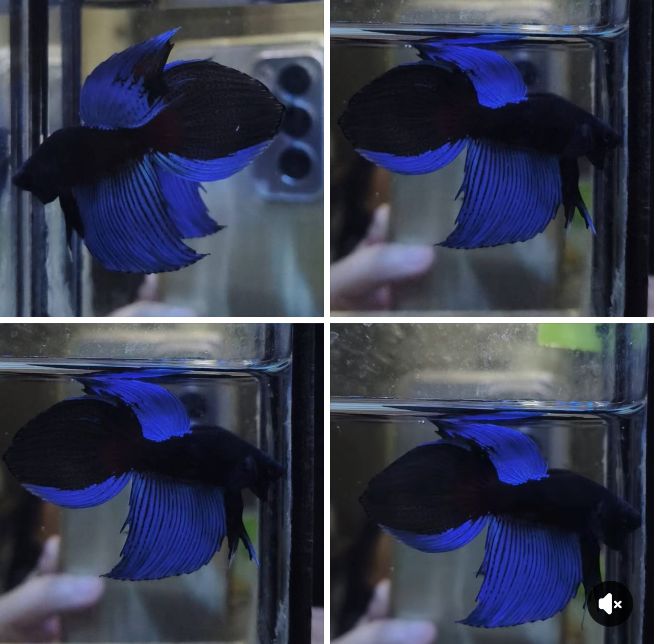 betta1381