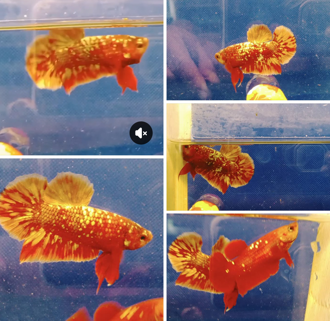 betta1378
