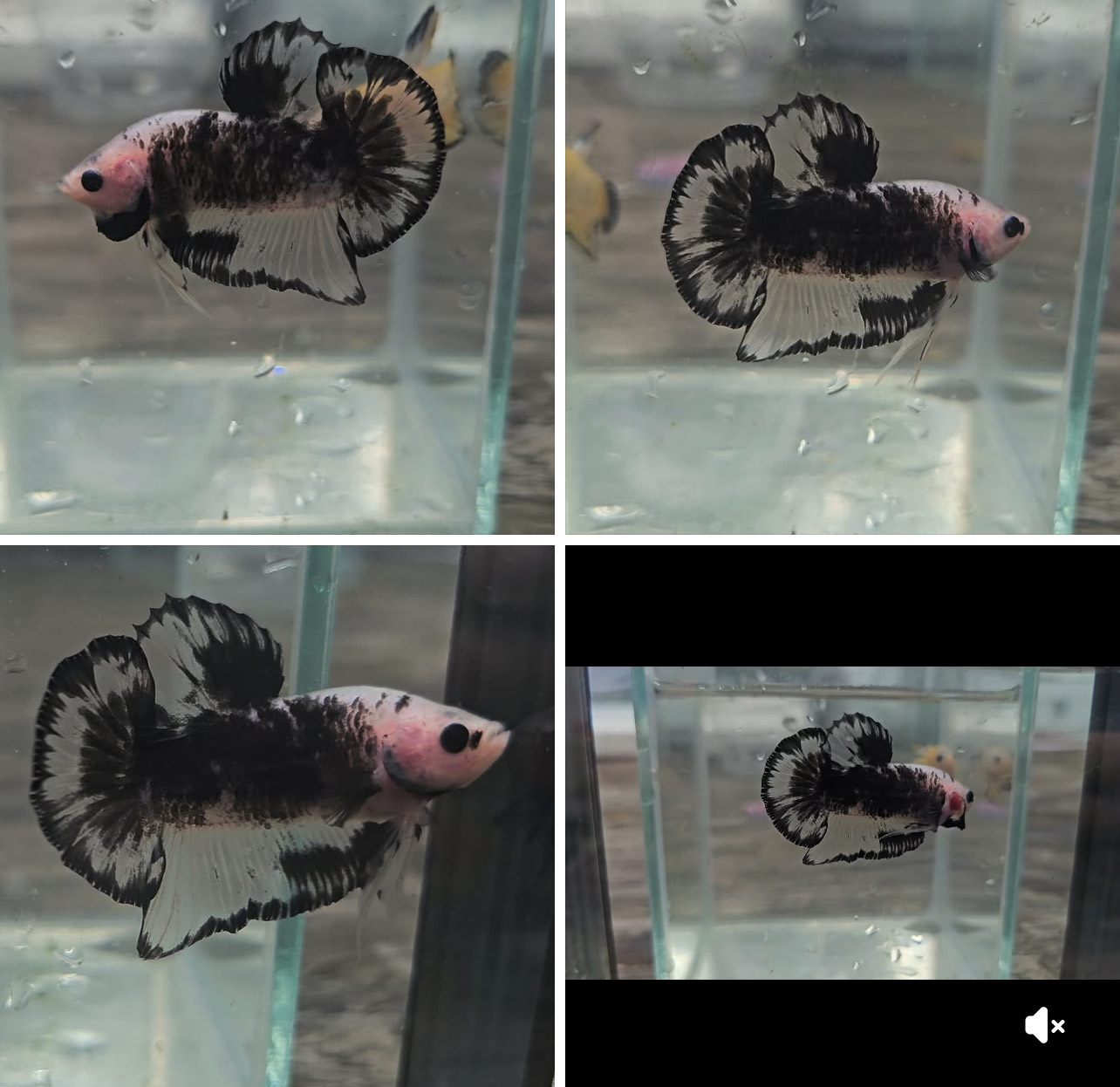 betta1379