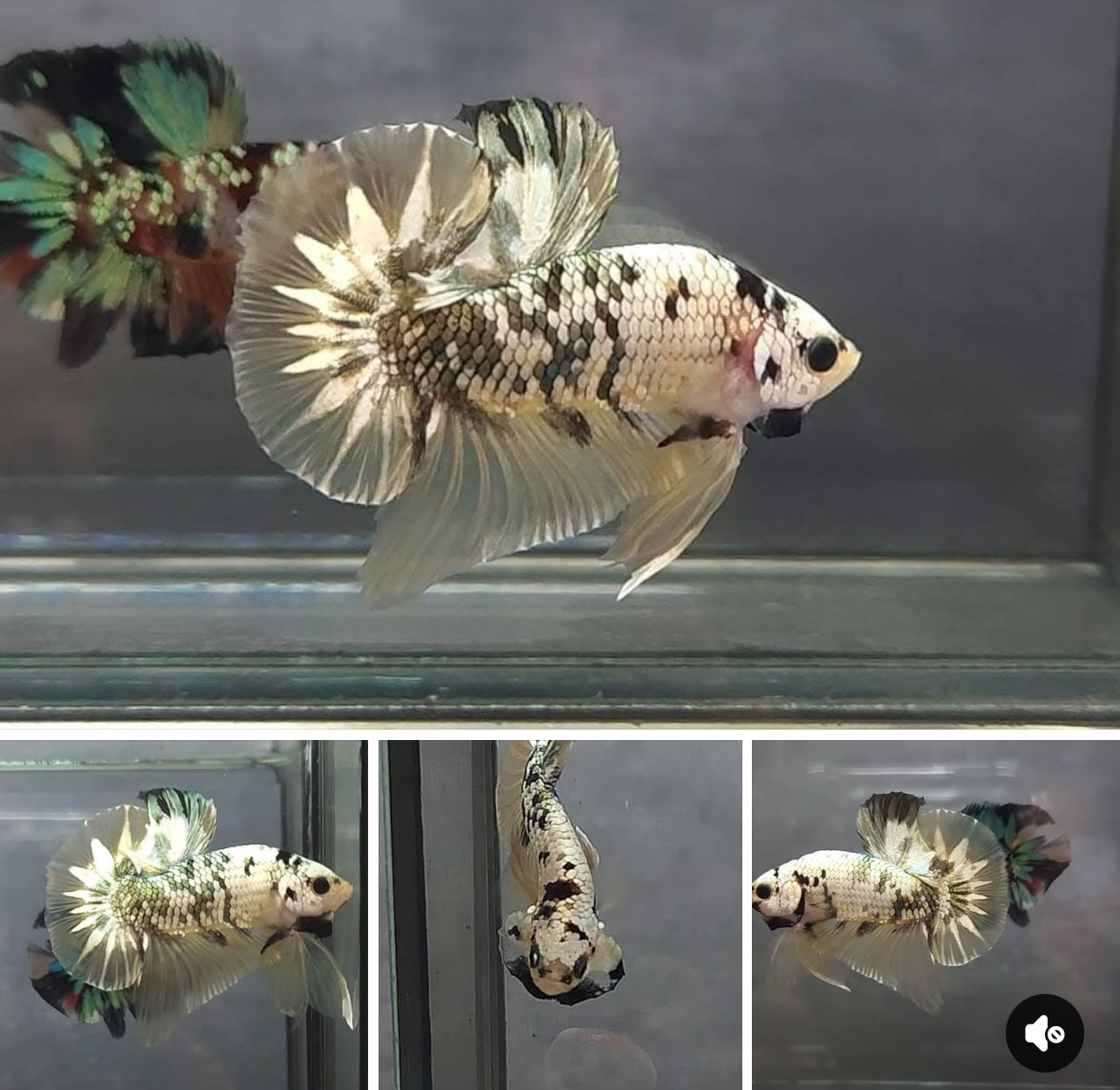 betta1380