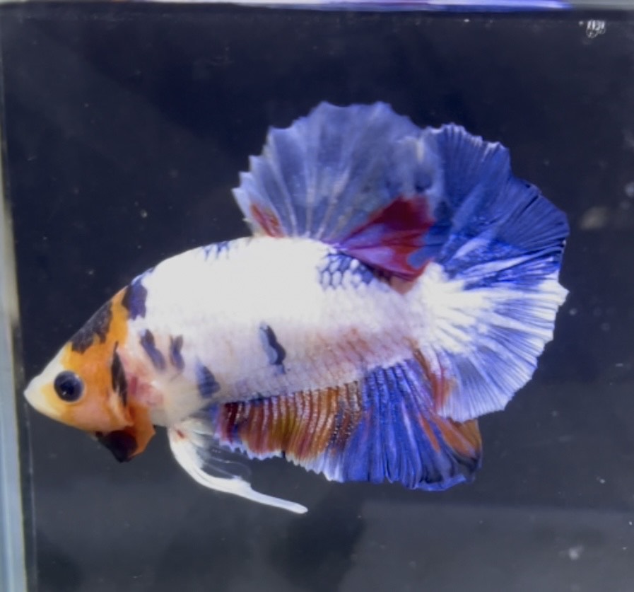 betta1382
