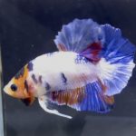 betta1382