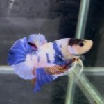 betta1382