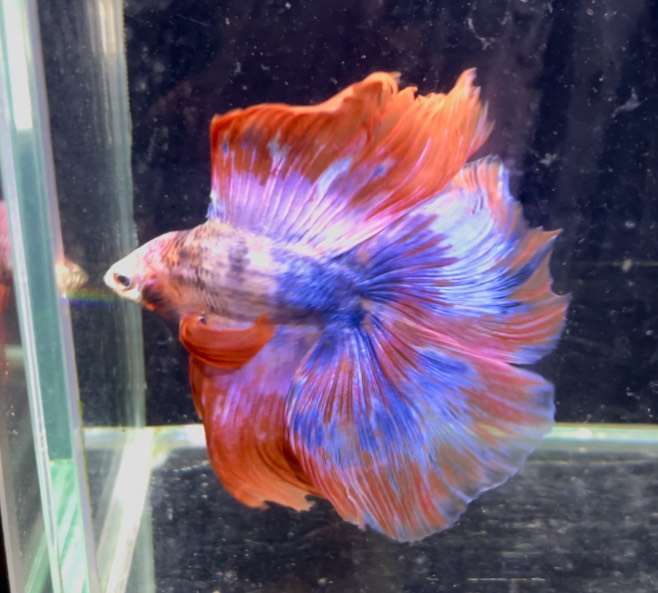 betta1383