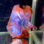 betta1383