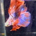 betta1383