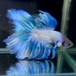 betta1384