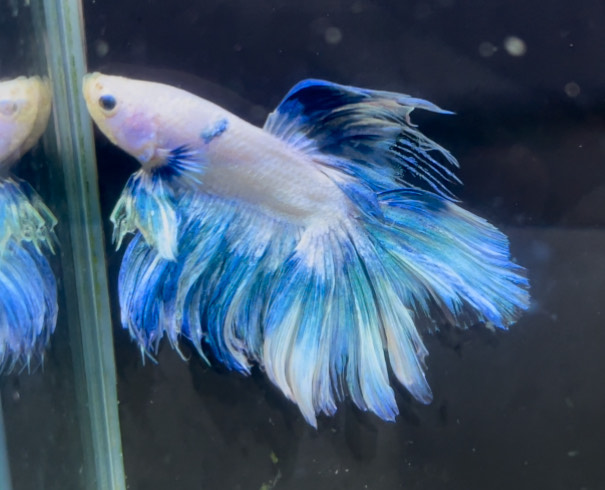 betta1384