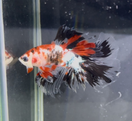 betta1385