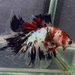 betta1385