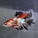 betta1385