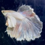 betta1386