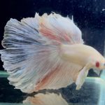 betta1386