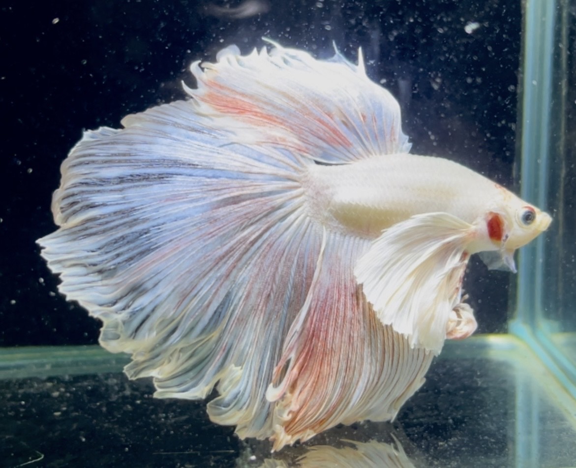 betta1386