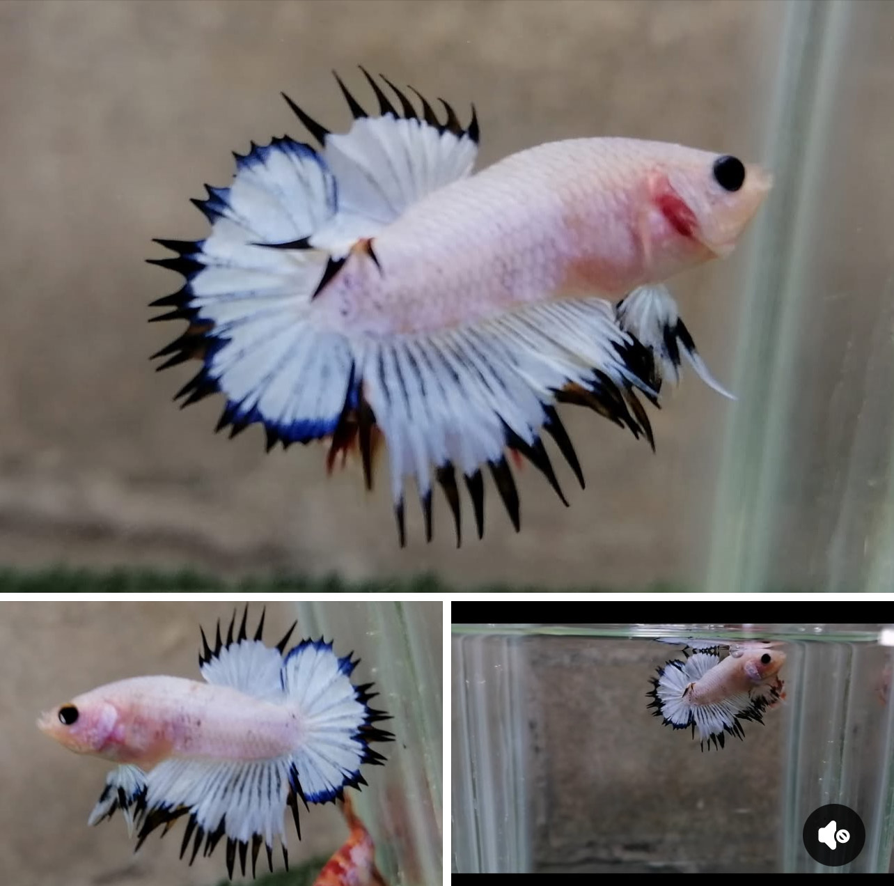 betta1389