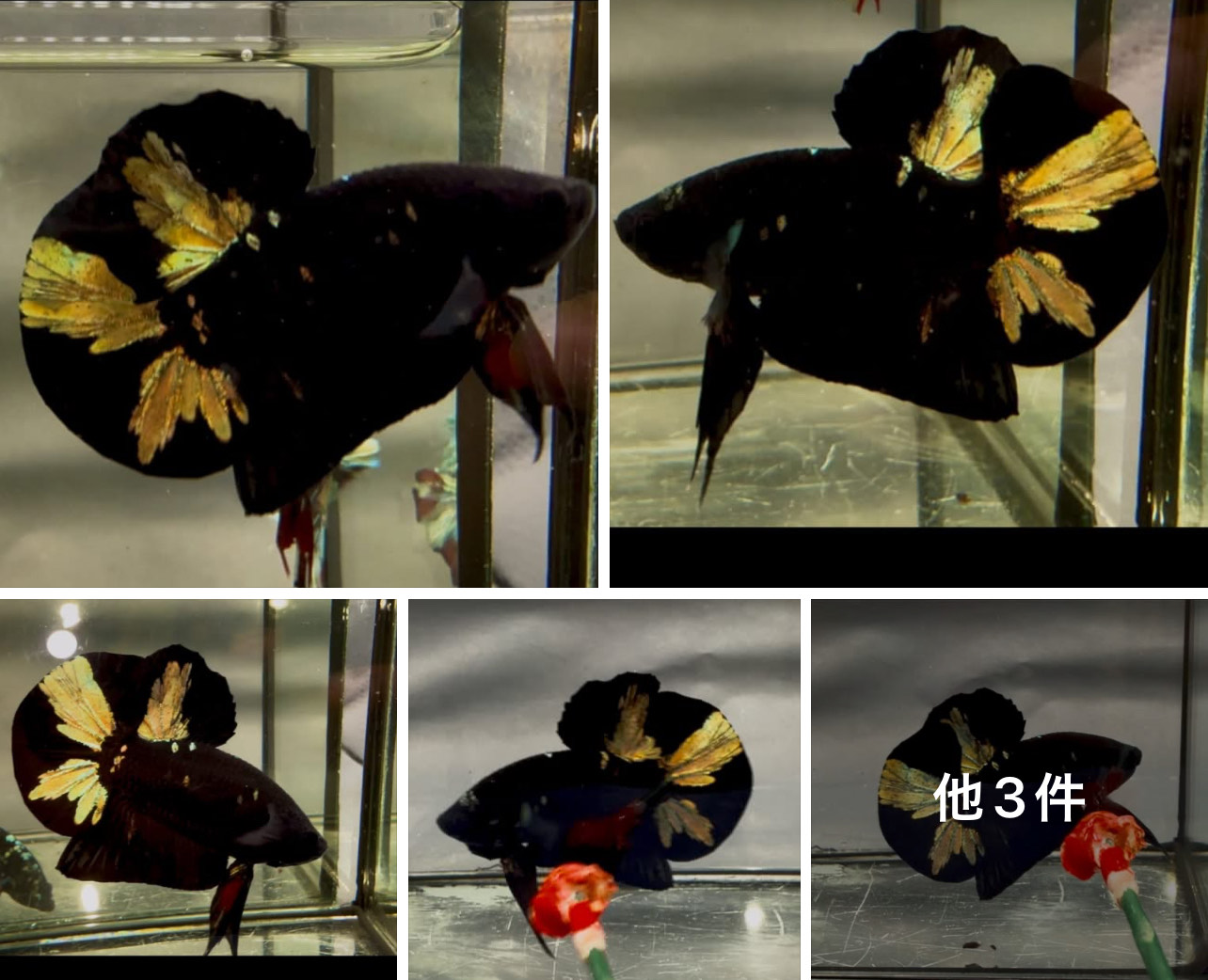 betta1387