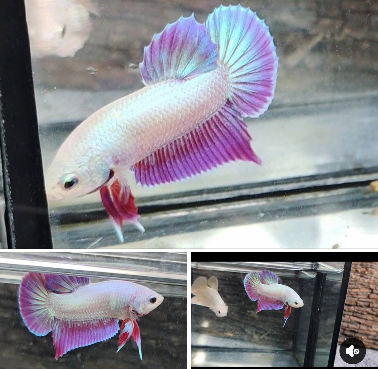betta1388
