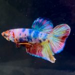 betta1390